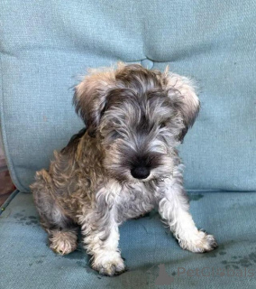 Photo №4. I will sell schnauzer in the city of Region Hannover. private announcement - price - 599$
