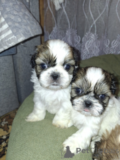 Photo №2 to announcement № 167393 for the sale of lhasa apso, german spitz, pomeranian, shih tzu - buy in Lithuania private announcement, from nursery, breeder