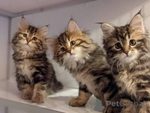 Photo №1. siberian cat - for sale in the city of Krakow | 413$ | Announcement № 173289