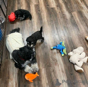 Photo №3. Adorable schnauzer puppies for adoption. United States