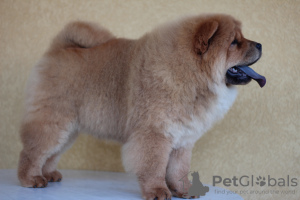 Photo №1. chow chow - for sale in the city of Kruševac | 1268$ | Announcement № 56967