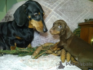 Photo №2 to announcement № 8460 for the sale of dachshund - buy in Russian Federation private announcement