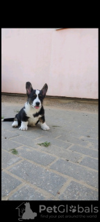 Photo №3. Sale Welsh Corgi Cardigan from Belarus, Minsk. Greece