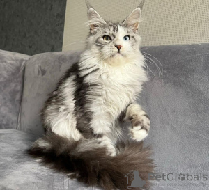 Photo №1. maine coon - for sale in the city of Москва | Is free | Announcement № 107796