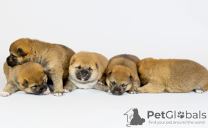 Photo №2 to announcement № 30216 for the sale of shiba inu - buy in Belarus from nursery