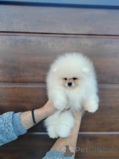Photo №4. I will sell pomeranian in the city of Belgrade.  - price - negotiated