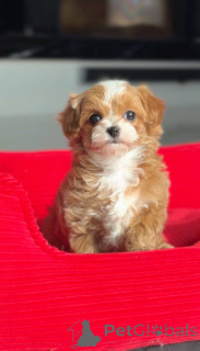 Photo №1. non-pedigree dogs - for sale in the city of Berlin | negotiated | Announcement № 166821