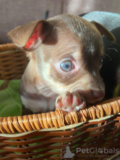 Additional photos: Selling toy terrier puppies