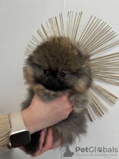 Photo №1. pomeranian - for sale in the city of Гамбург | 740$ | Announcement № 110362