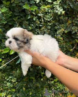 Photo №1. shih tzu - for sale in the city of Richmond | negotiated | Announcement № 42910