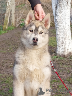 Photo №4. I will sell siberian husky in the city of Pećinci. breeder - price - 1412$