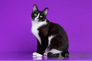 Photo №1.  - for sale in the city of Москва | Is free | Announcement № 140657