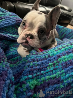 Photo №2 to announcement № 132569 for the sale of french bulldog - buy in United States 