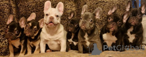 Photo №1. french bulldog - for sale in the city of Miami | 634$ | Announcement № 103385