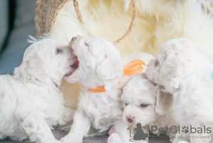 Additional photos: Bichon Friesian puppies