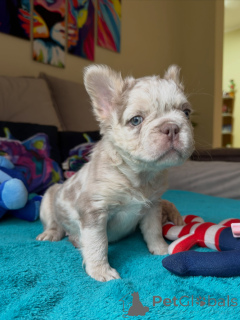 Photo №1. french bulldog - for sale in the city of Brno | negotiated | Announcement № 171264