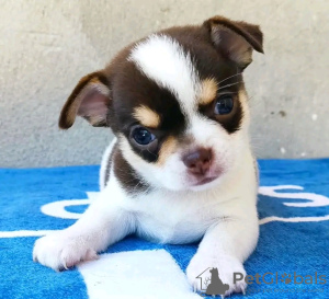 Photo №4. I will sell chihuahua in the city of Есна. breeder - price - 329$