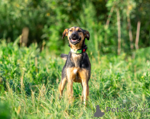 Photo №2 to announcement № 166637 for the sale of non-pedigree dogs - buy in Russian Federation private announcement