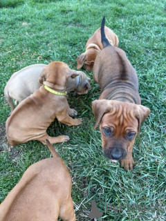 Photo №3. Rhodesian ridgeback puppies for adoption. Germany