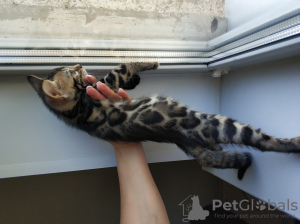 Photo №2 to announcement № 24038 for the sale of bengal cat - buy in Belarus from nursery, breeder