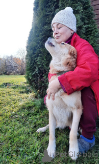 Photo №2 to announcement № 59928 for the sale of non-pedigree dogs - buy in Russian Federation private announcement