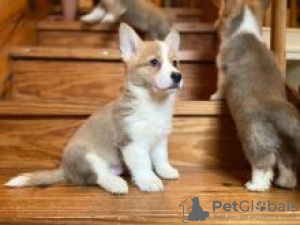 Photo №1. welsh corgi - for sale in the city of Uusikaupunki | negotiated | Announcement № 55305