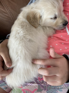 Photo №1. golden retriever - for sale in the city of Antwerp | Is free | Announcement № 154174