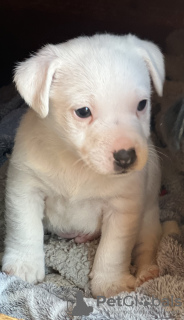 Photo №1. jack russell terrier - for sale in the city of Saint-Alexandre | 941$ | Announcement № 128106