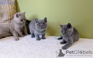 Photo №2 to announcement № 119433 for the sale of british shorthair - buy in Germany from nursery, from the shelter, breeder