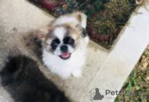 Photo №1. pekingese - for sale in the city of Berlin | Is free | Announcement № 126987