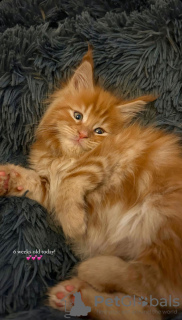 Photo №2 to announcement № 103649 for the sale of maine coon - buy in United States breeder