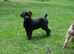 Additional photos: Boerboel (South African Mastiff) puppies