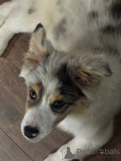 Photo №3. Australian shepherd puppies (aussi). Belarus