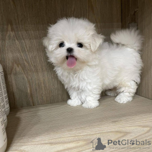 Photo №4. I will sell maltese dog in the city of Wyoming. private announcement, breeder - price - 300$