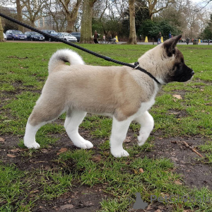 Photo №2 to announcement № 159412 for the sale of akita - buy in Belgium private announcement, breeder