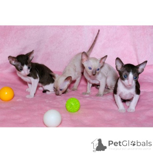 Photo №1. cornish rex - for sale in the city of Lancaster | 361$ | Announcement № 174383