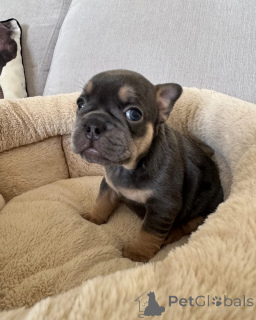 Photo №1. french bulldog - for sale in the city of Anderlecht | 413$ | Announcement № 172437