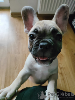 Photo №2 to announcement № 40302 for the sale of french bulldog - buy in Poland private announcement