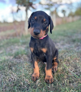 Photo №1. dobermann - for sale in the city of Lissendorf | 361$ | Announcement № 178863