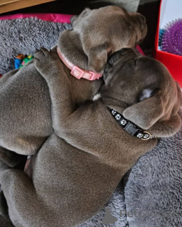 Photo №1. american staffordshire terrier - for sale in the city of Paris | 723$ | Announcement № 163314