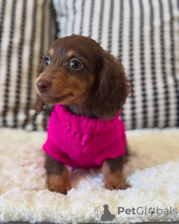 Photo №4. I will sell dachshund in the city of Vilnius. private announcement, breeder - price - 877$