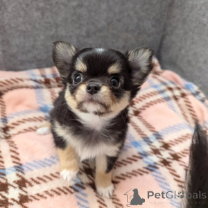 Photo №4. I will sell chihuahua in the city of Helsinki. private announcement, from the shelter - price - 516$
