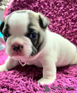 Photo №4. I will sell french bulldog in the city of Мальмё. private announcement - price - Is free