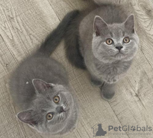 Photo №2 to announcement № 119436 for the sale of british shorthair - buy in Germany private announcement, from nursery, from the shelter, breeder