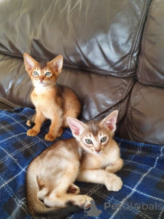 Photo №1. abyssinian cat - for sale in the city of Cork | 516$ | Announcement № 173934