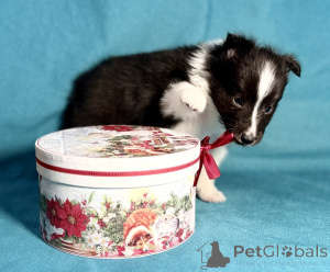 Photo №2 to announcement № 136162 for the sale of shetland sheepdog - buy in Russian Federation breeder