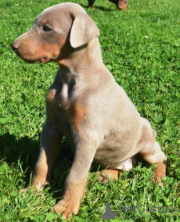 Photo №4. I will sell dobermann in the city of New York. breeder - price - 500$
