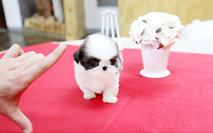 Photo №1. shih tzu - for sale in the city of Warsaw | Is free | Announcement № 4995