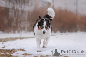 Photo №3. Dog Oliva is looking for a home and owner, in good hands. Russian Federation