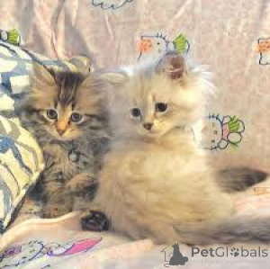 Photo №1. siberian cat - for sale in the city of Brussels | 516$ | Announcement № 161620